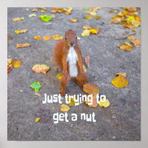 Squirrel försöker bara få en nöt poster