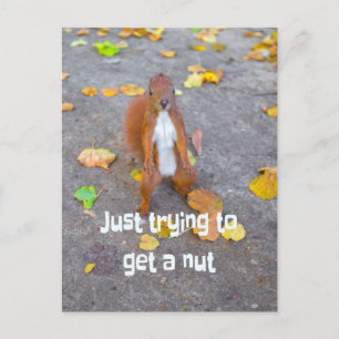 Squirrel försöker bara få en nöt vykort