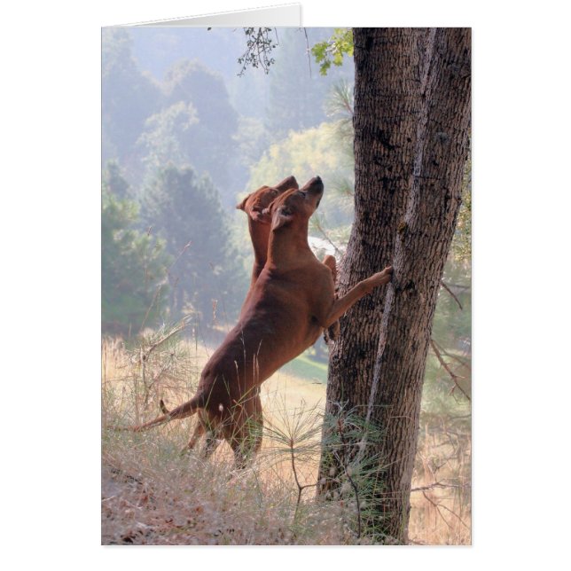 Squirrel Hunt Hälsningskort (Framsidan)