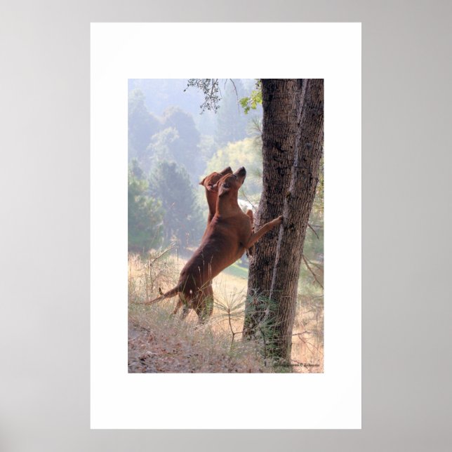 Squirrel Hunt Poster (Framsidan)