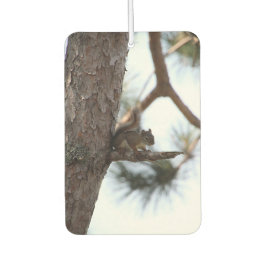 Squirrel in a Pine Tree
