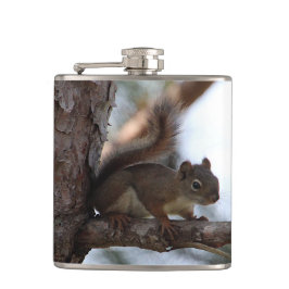 Squirrel in a Pine Tree Fickplunta