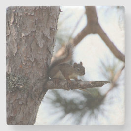 Squirrel in a Pine Tree Stenunderlägg