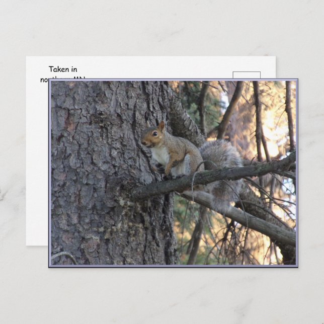 Squirrel in Tree Postcard Vykort (Fram/baksida)