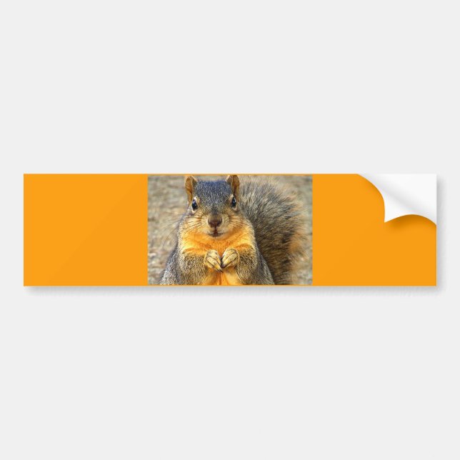 Squirrel Kärlek_ Bildekal (Framsidan)