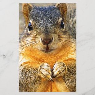 Squirrel Kärlek_ Brevpapper