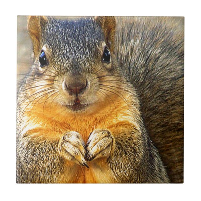 Squirrel Kärlek_ Kakelplatta (Framsidan)