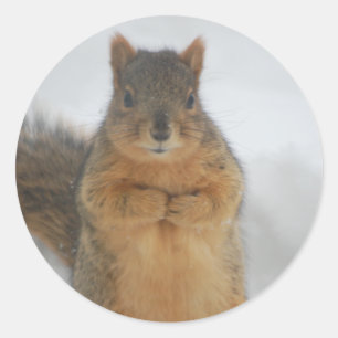 Squirrel Kärlek Runt Klistermärke