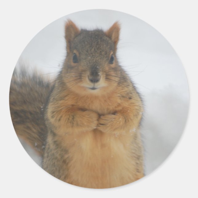 Squirrel Kärlek Runt Klistermärke (Framsida)