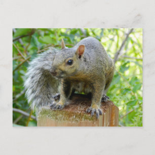 Squirrel-kort Vykort