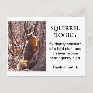 Squirrel Logic Vykort