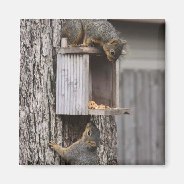 Squirrel Magnet (Framsidan)