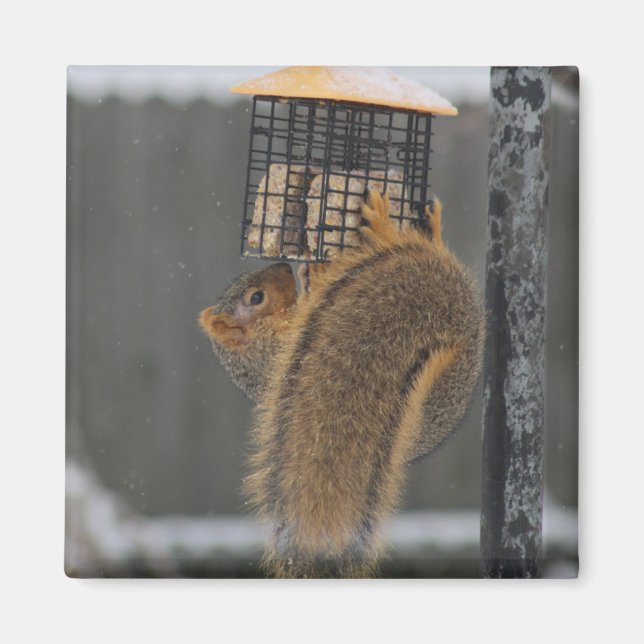 Squirrel magnet (Framsidan)