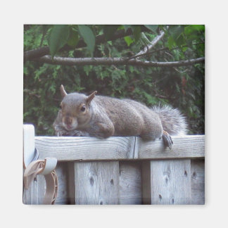 Squirrel Magnet