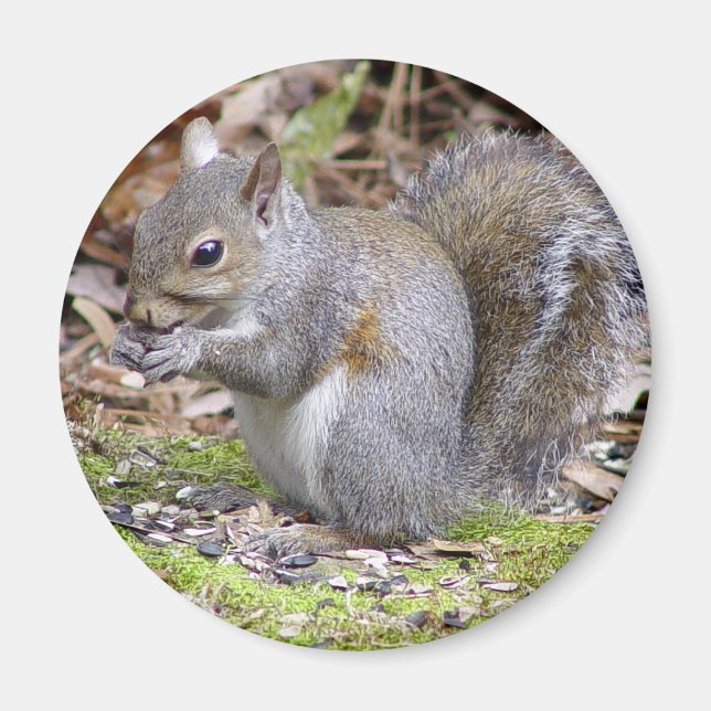 Squirrel Magnet (Framsidan)
