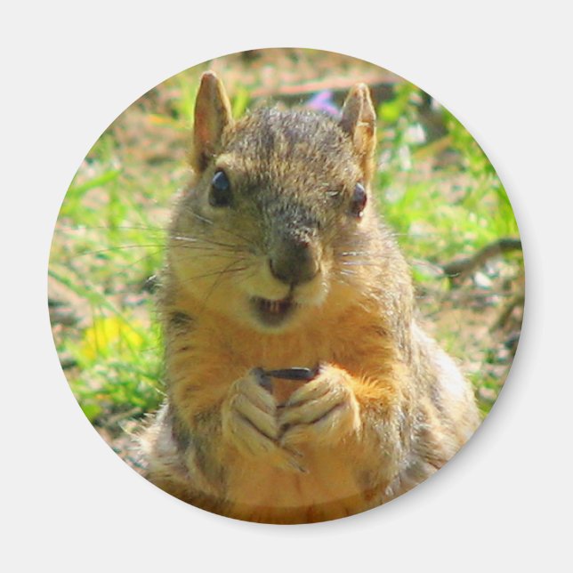 Squirrel Magnet (Framsidan)
