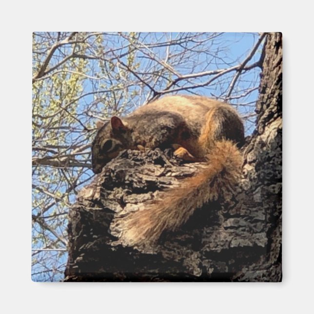 Squirrel Magnet (Framsidan)