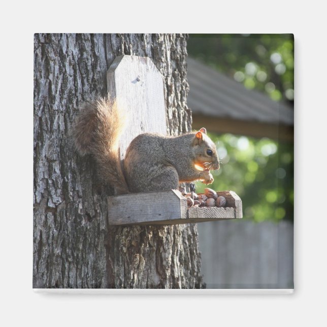 Squirrel Magnet (Framsidan)