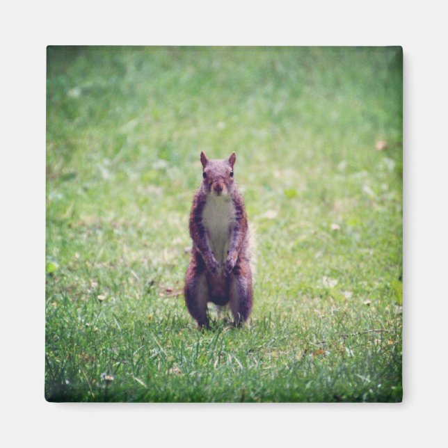 Squirrel Magnet (Framsidan)