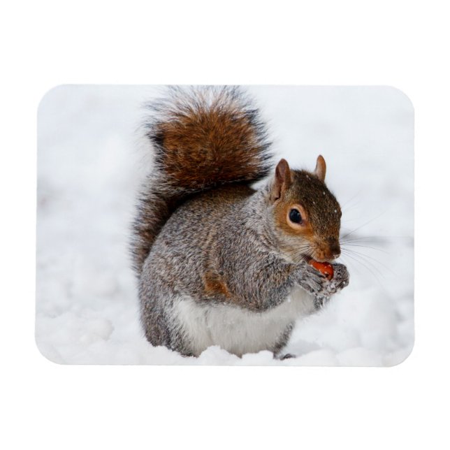 Squirrel Magnet (Horisontell)