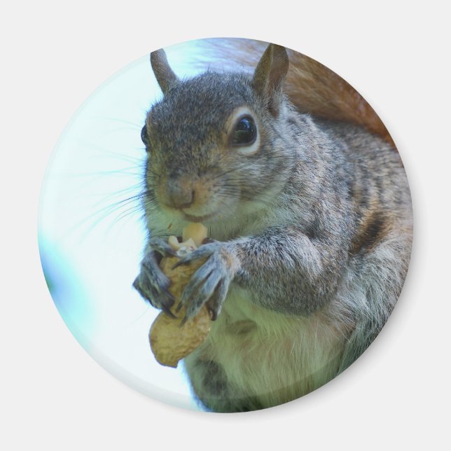Squirrel Magnet (Framsidan)