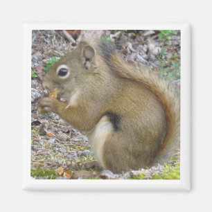 Squirrel Magnet