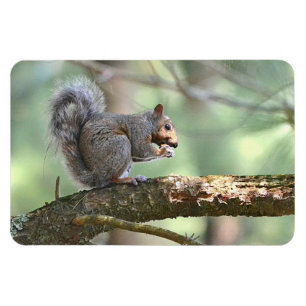 Squirrel Magnet