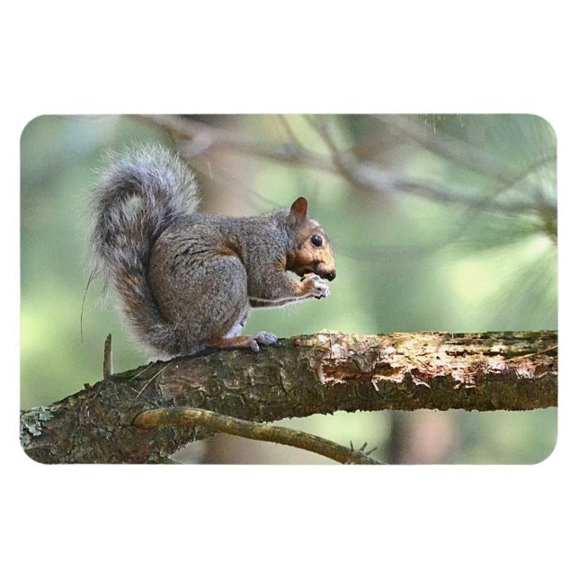 Squirrel Magnet (Horisontell)