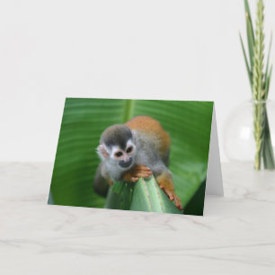 Squirrel Monkey Costa Rica Kort