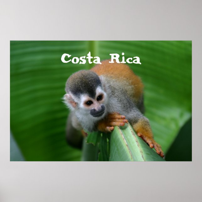 Squirrel Monkey Costa Rica Poster (Framsidan)