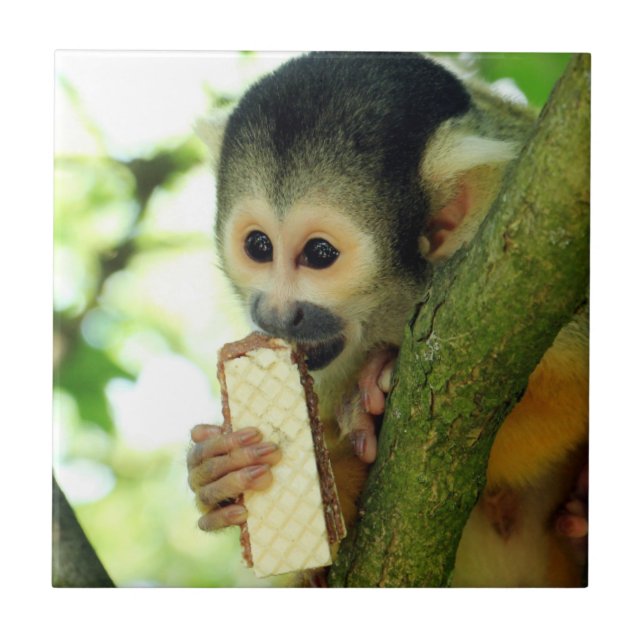 Squirrel Monkey Eating a Wafer Biscuit Kakelplatta (Framsidan)