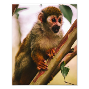 Squirrel Monkey Porträtt Fototryck