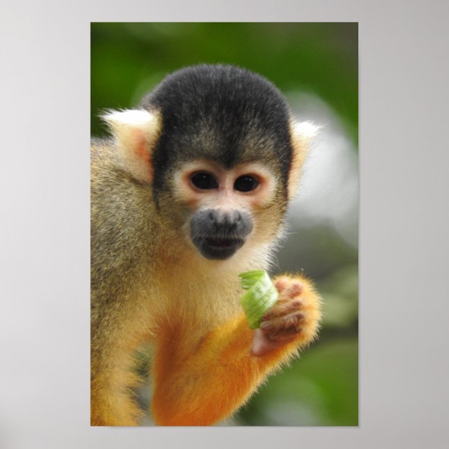 Squirrel Monkey Poster (Framsidan)