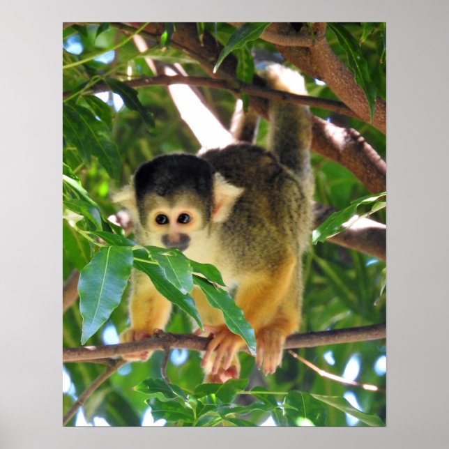 Squirrel Monkey Poster (Framsidan)