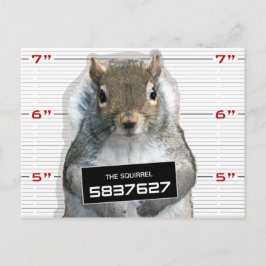 Squirrel Mugg Shot Vykort