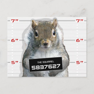 Squirrel Mugg Shot Vykort