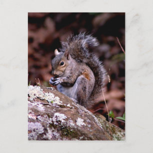 Squirrel njuter av sin måltid vykort