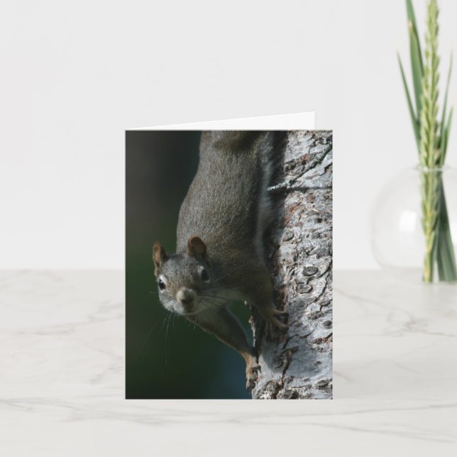 Squirrel Notecard 1 Kort (Framsida)