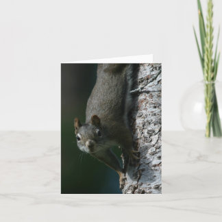 Squirrel Notecard 1 Kort