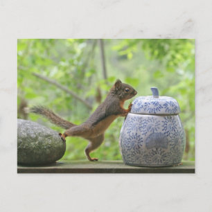 Squirrel och Cookie Burk Vykort