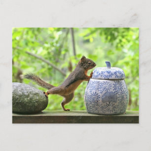 Squirrel och Cookie Burk Vykort