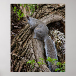 Squirrel on Standby Poster