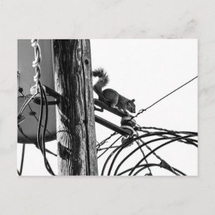 Squirrel på telefonstolpen Black & White Photo Vykort