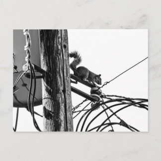 Squirrel på telefonstolpen Black & White Photo Vykort