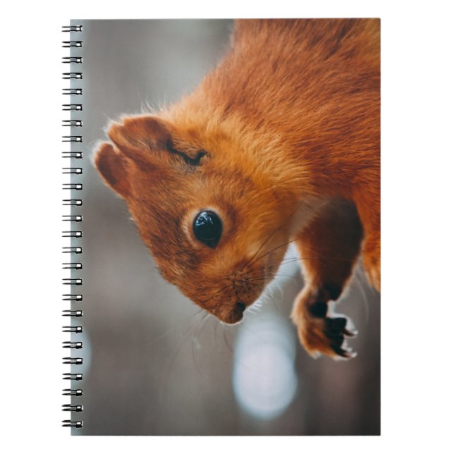 SQUIRREL PÅ TRÄD TRUNK ANTECKNINGSBOK (Framsidan)