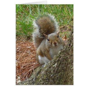 Squirrel ’Peek-a-boo’ OBS Kort