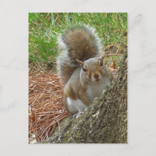 Squirrel "Peek-a-boo" Vykort