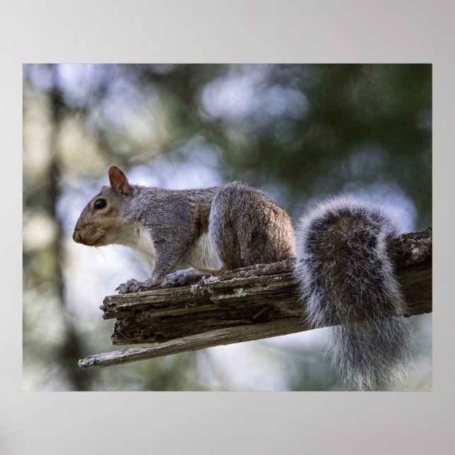 Squirrel Perched on a Tree Branch Poster (Framsidan)