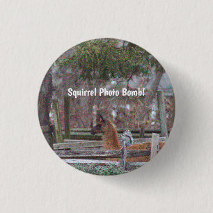 Squirrel Photo Bomb Button Knapp