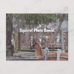 Squirrel Photo Bomb vycard Vykort
